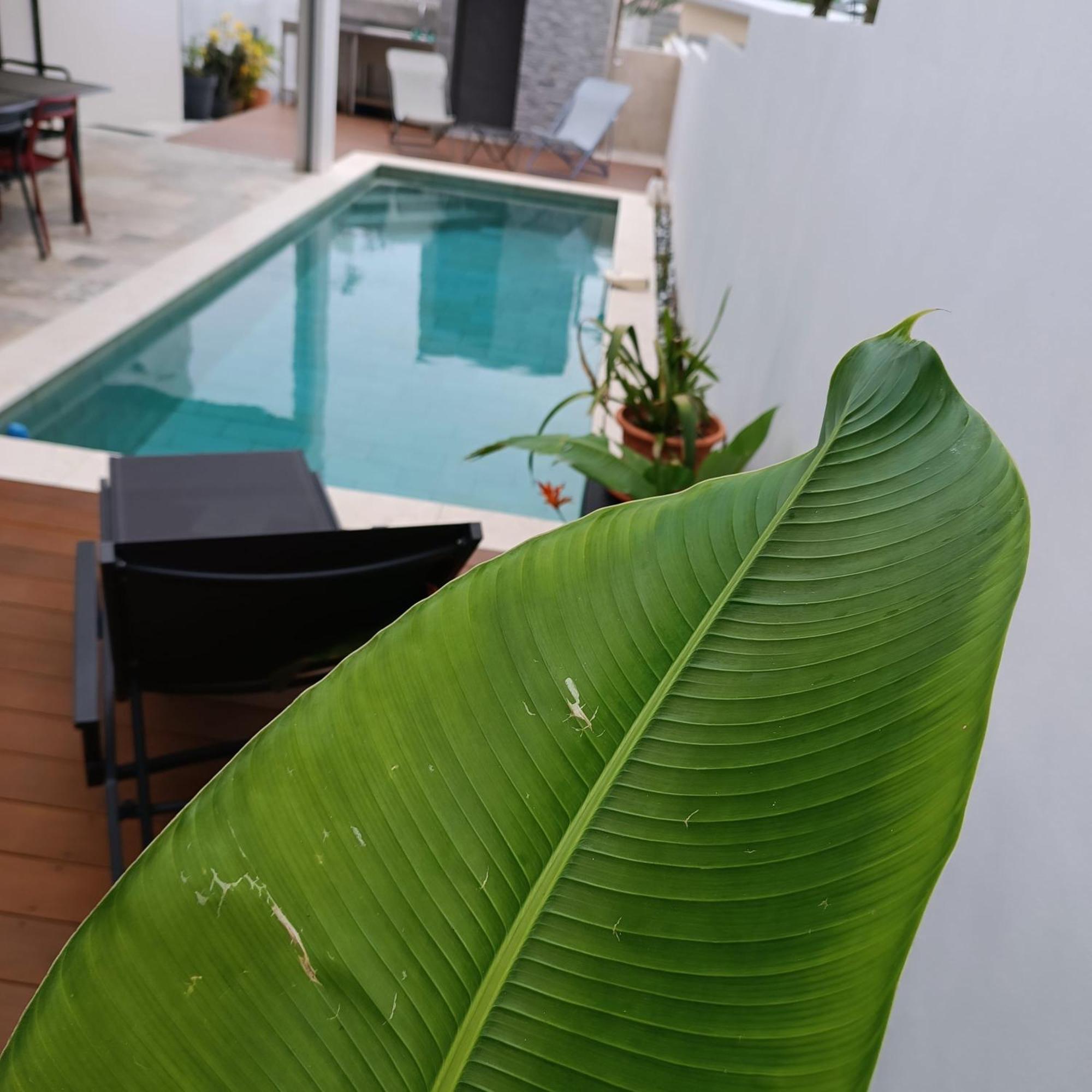 Villa O'Lhaya Piscine Pivee Saint-Joseph Dış mekan fotoğraf