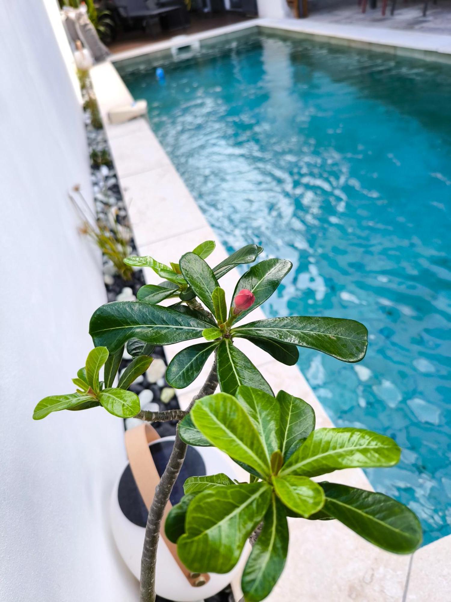 Villa O'Lhaya Piscine Pivee Saint-Joseph Dış mekan fotoğraf